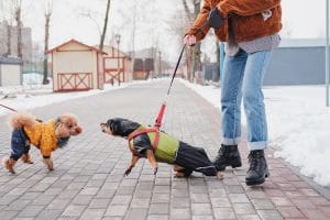 Dog Bite Personal Injury